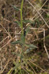 Southern lobelia